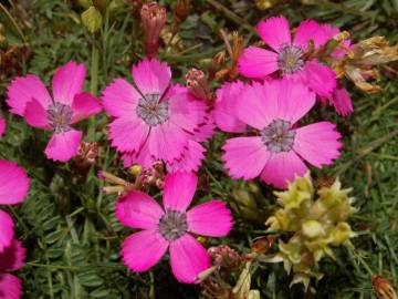 Fotografia da espécie Dianthus pavonius
