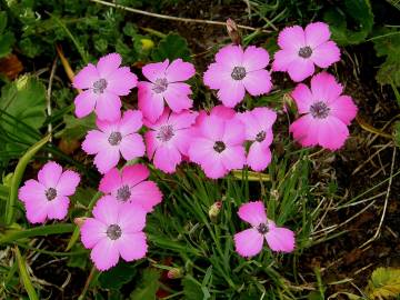Fotografia da espécie Dianthus pavonius