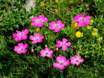 Fotografia da espécie Dianthus pavonius