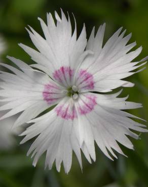 Fotografia 1 da espécie Dianthus plumarius no Jardim Botânico UTAD