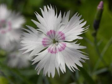 Fotografia da espécie Dianthus plumarius