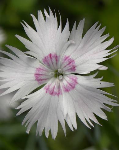 Fotografia de capa Dianthus plumarius - do Jardim Botânico