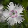 Fotografia 1 da espécie Dianthus plumarius do Jardim Botânico UTAD