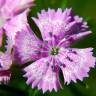 Fotografia 3 da espécie Dianthus plumarius do Jardim Botânico UTAD