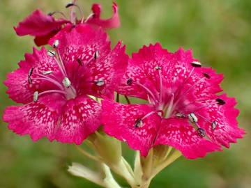 Fotografia da espécie Dianthus plumarius