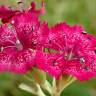 Fotografia 4 da espécie Dianthus plumarius do Jardim Botânico UTAD