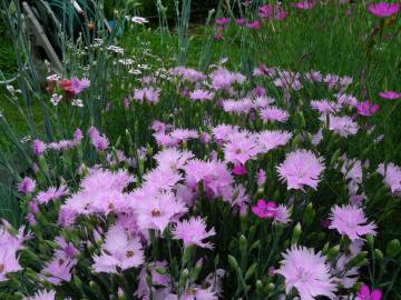 Fotografia da espécie Dianthus plumarius