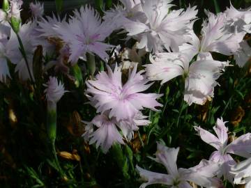 Fotografia da espécie Dianthus plumarius