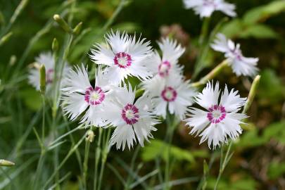 Fotografia da espécie Dianthus plumarius