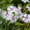 Fotografia 9 da espécie Dianthus plumarius do Jardim Botânico UTAD