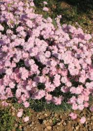 Fotografia da espécie Dianthus plumarius