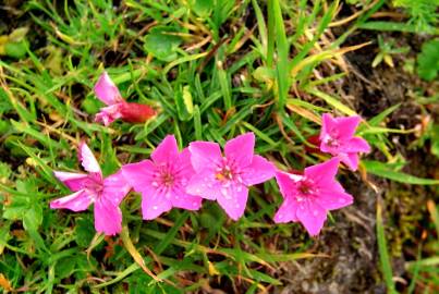Fotografia da espécie Dianthus glacialis