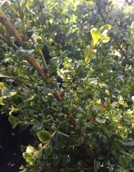 Buxus microphylla