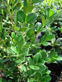Fotografia da espécie Buxus microphylla