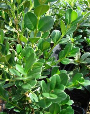 Fotografia 5 da espécie Buxus microphylla no Jardim Botânico UTAD