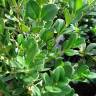 Fotografia 5 da espécie Buxus microphylla do Jardim Botânico UTAD