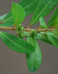 Buxus vahlii