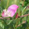 Fotografia 1 da espécie Ononis spinosa subesp. hircina do Jardim Botânico UTAD