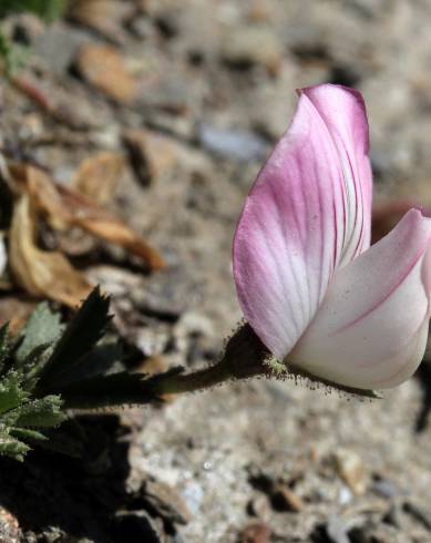 Fotografia de capa Ononis cristata - do Jardim Botânico