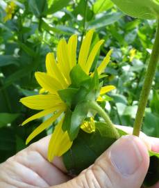 Fotografia da espécie Silphium asperrimum