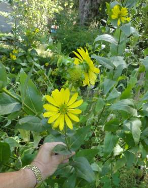 Fotografia 1 da espécie Silphium asperrimum no Jardim Botânico UTAD