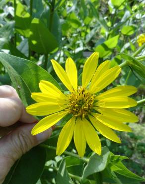 Fotografia 4 da espécie Silphium asperrimum no Jardim Botânico UTAD