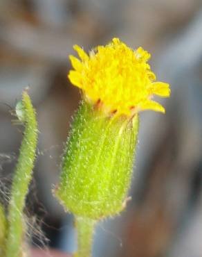 Fotografia 10 da espécie Senecio lividus no Jardim Botânico UTAD