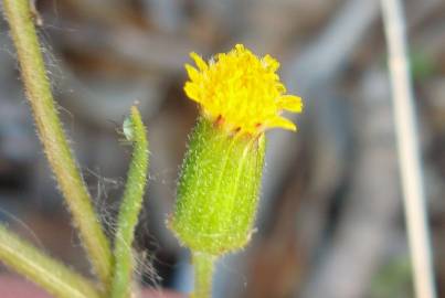 Fotografia da espécie Senecio lividus