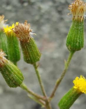 Fotografia 11 da espécie Senecio lividus no Jardim Botânico UTAD