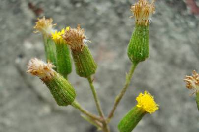 Fotografia da espécie Senecio lividus