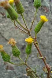 Fotografia da espécie Senecio lividus