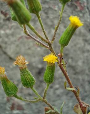 Fotografia 12 da espécie Senecio lividus no Jardim Botânico UTAD