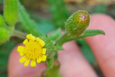 Fotografia da espécie Senecio lividus