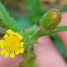 Fotografia 13 da espécie Senecio lividus do Jardim Botânico UTAD