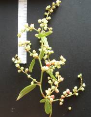 Muehlenbeckia sagittifolia