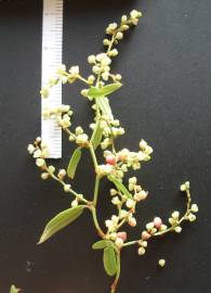 Fotografia da espécie Muehlenbeckia sagittifolia