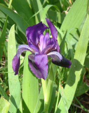 Fotografia 6 da espécie Iris subbiflora no Jardim Botânico UTAD