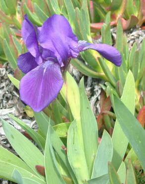 Fotografia 7 da espécie Iris subbiflora no Jardim Botânico UTAD