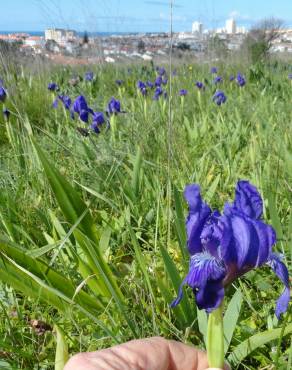 Fotografia 8 da espécie Iris subbiflora no Jardim Botânico UTAD