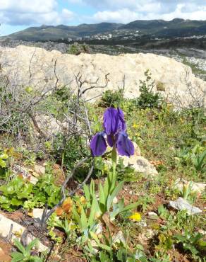 Fotografia 9 da espécie Iris subbiflora no Jardim Botânico UTAD