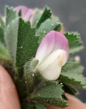 Fotografia 8 da espécie Ononis reclinata subesp. reclinata no Jardim Botânico UTAD