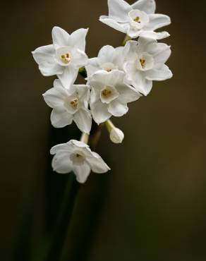 Fotografia 1 da espécie Narcissus papyraceus no Jardim Botânico UTAD