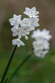 Fotografia da espécie Narcissus papyraceus