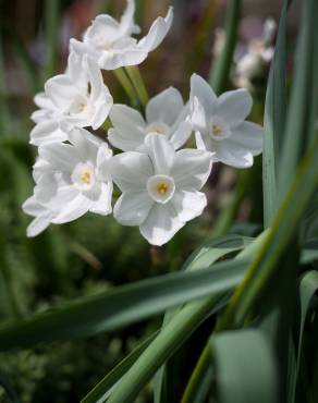 Fotografia 4 da espécie Narcissus papyraceus no Jardim Botânico UTAD
