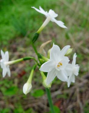 Fotografia 6 da espécie Narcissus papyraceus no Jardim Botânico UTAD