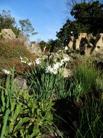 Fotografia da espécie Narcissus papyraceus