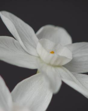 Fotografia 8 da espécie Narcissus papyraceus no Jardim Botânico UTAD