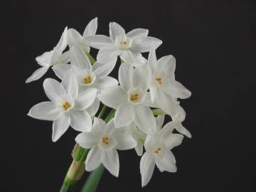 Fotografia da espécie Narcissus papyraceus