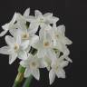 Fotografia 9 da espécie Narcissus papyraceus do Jardim Botânico UTAD