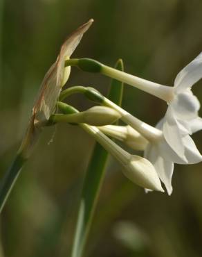 Fotografia 10 da espécie Narcissus papyraceus no Jardim Botânico UTAD